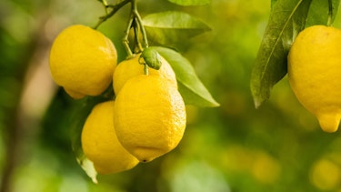 Lemon trees picture ex Canva