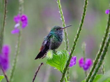 Costa rica 8606850 1920