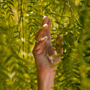 Hand in trees