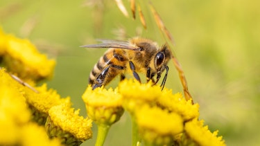 Honey bee 6506809 1920