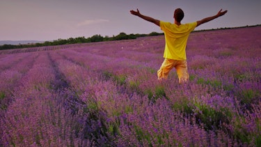 Man in meadow of lavender