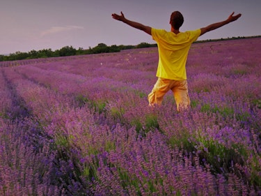 Man in meadow of lavender